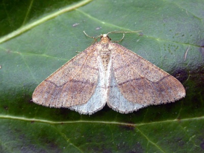Dotted border (Agriopis marginaria) Kenneth Noble
